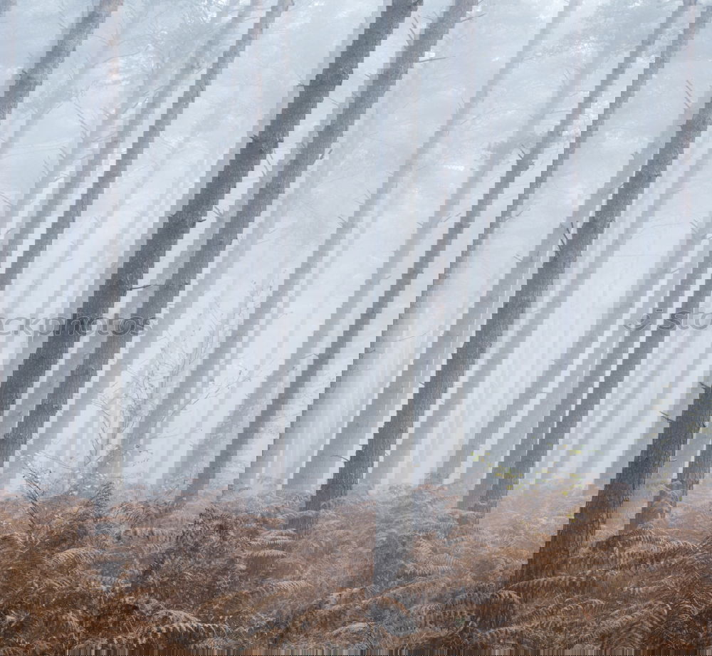 Similar – Image, Stock Photo Logs in misty woods Forest