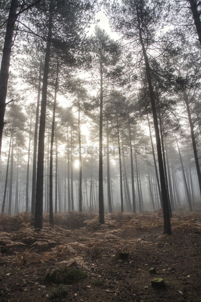 Similar – Forest with tall evergreen trees