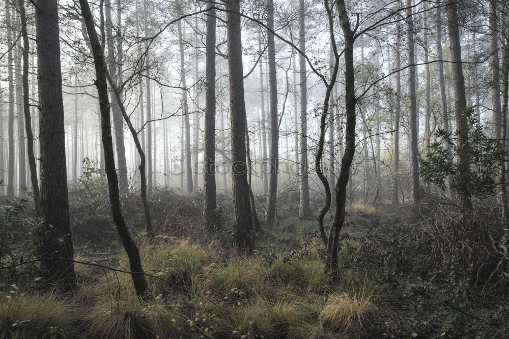 Similar – pinaceae II Tree Forest