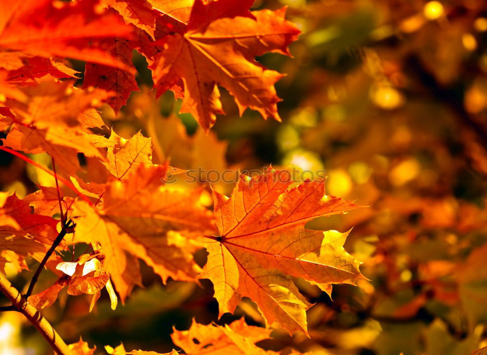 Similar – Image, Stock Photo autumn maple leaf