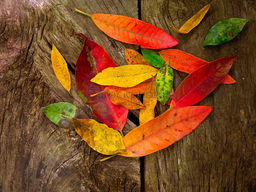 Similar – Image, Stock Photo Autumn decoration handicraft