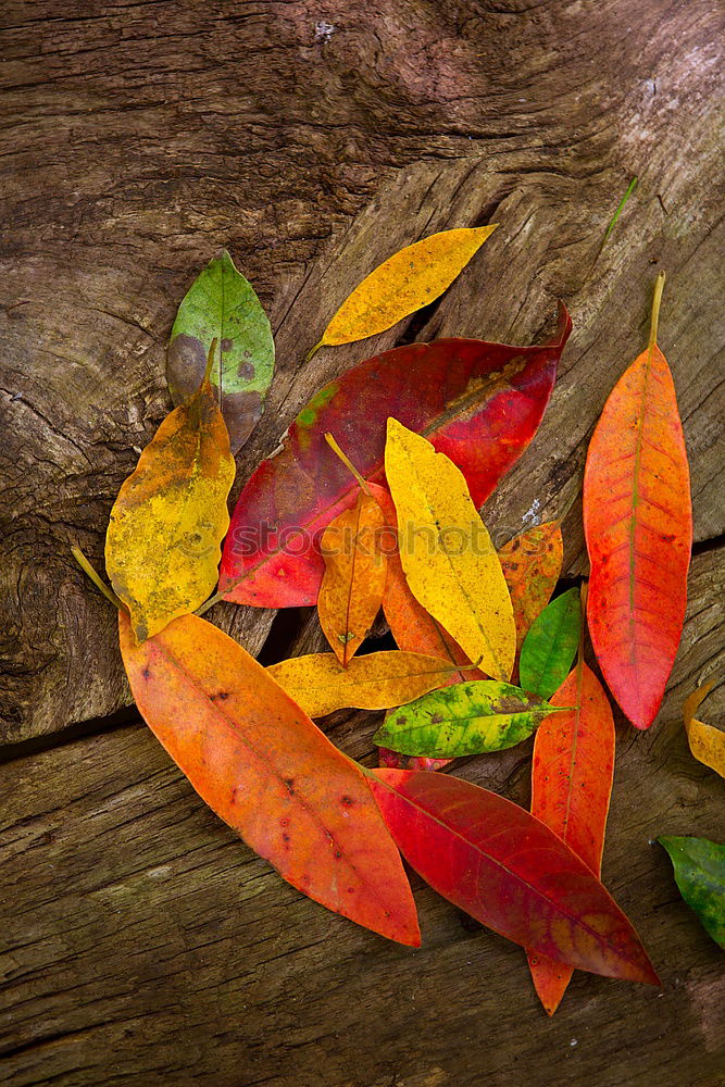 Similar – Image, Stock Photo Autumn decoration handicraft