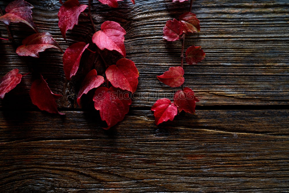 Similar – Autumn leaves on black background