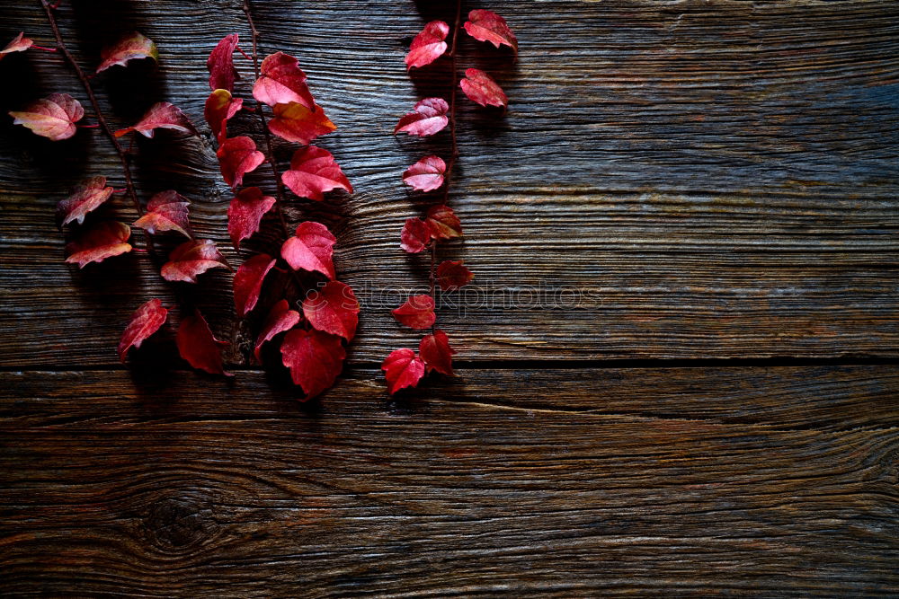 Similar – Red autumn leaves Still life