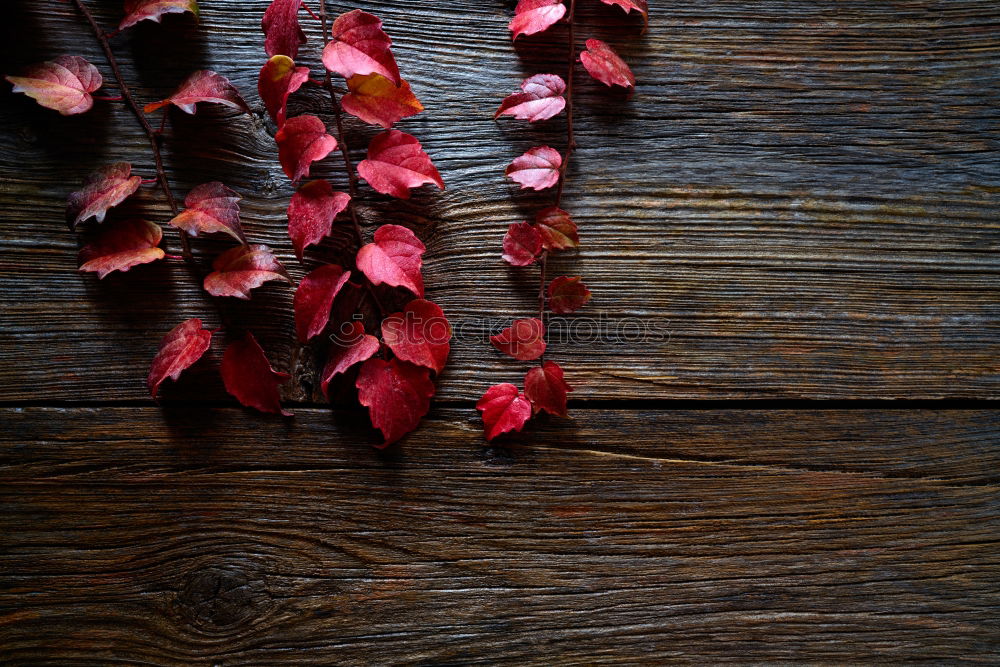 Similar – Red autumn leaves Still life