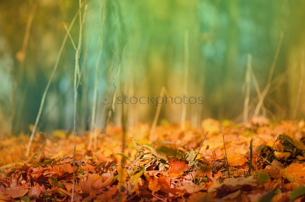 Similar – Image, Stock Photo He’s at the door. Autumn