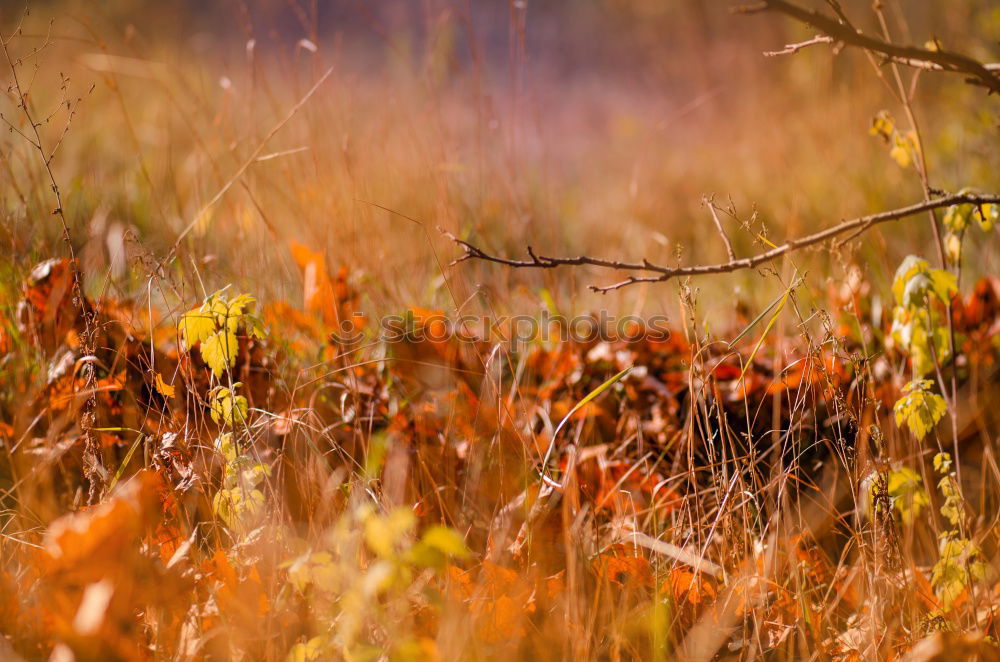 Similar – Herbstlich gerahmt Glück