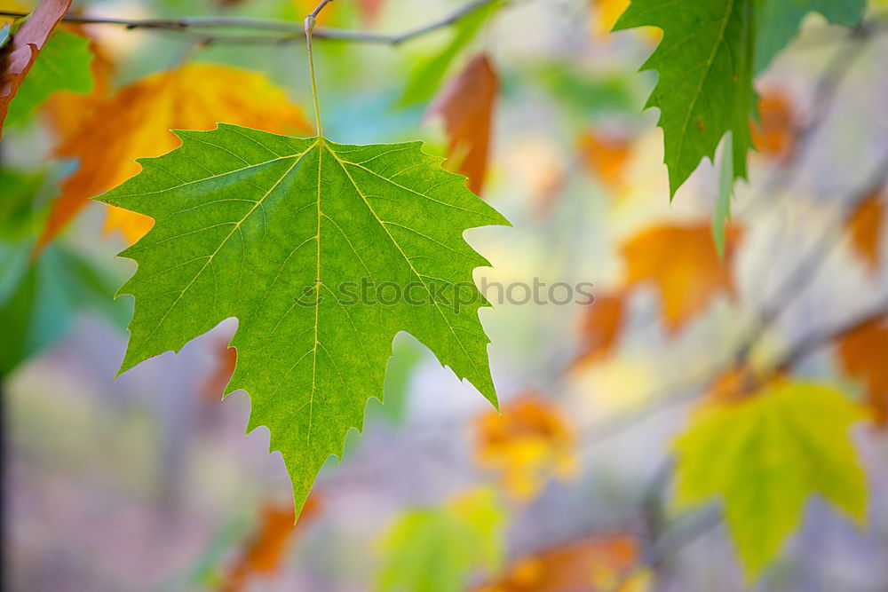 Similar – Image, Stock Photo maple Environment Nature