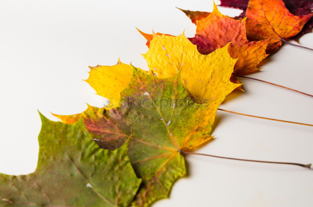 Similar – Image, Stock Photo A handful of autumn