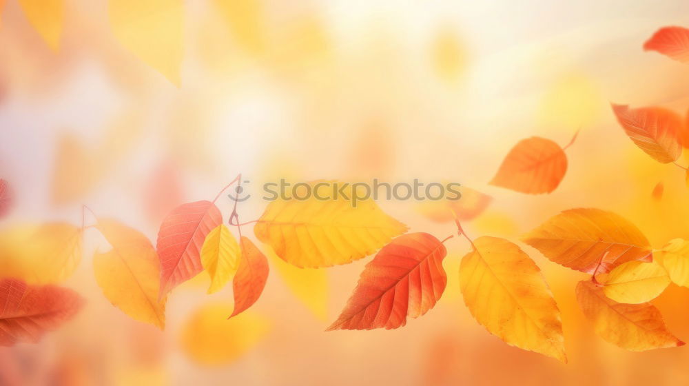 Similar – Image, Stock Photo Golden Autumn Environment