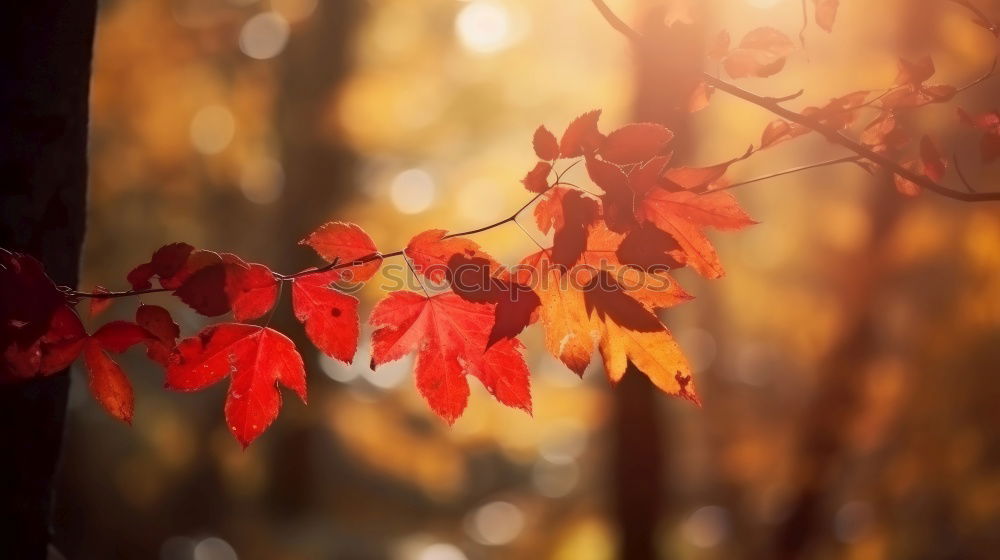 Similar – Foto Bild Gefangen Herbst Blatt Zaun