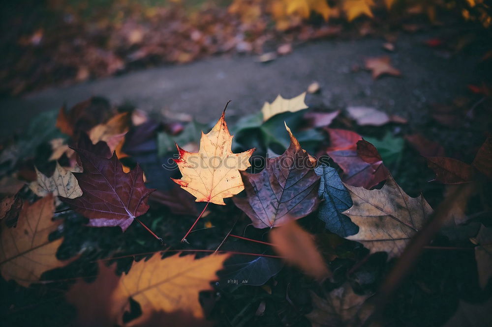 Similar – Image, Stock Photo Spread it out in autumn.