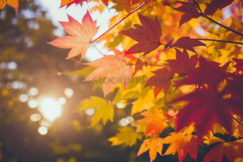 Similar – Image, Stock Photo Autumn leaf with sun rays