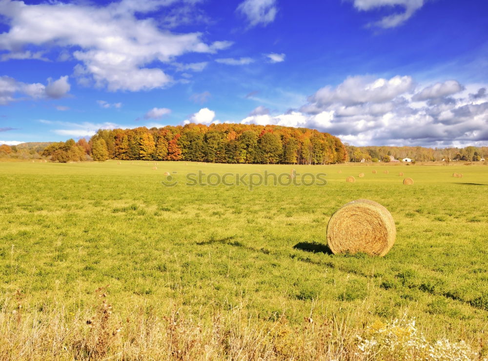 Similar – Feld&Wald Gerste Korn