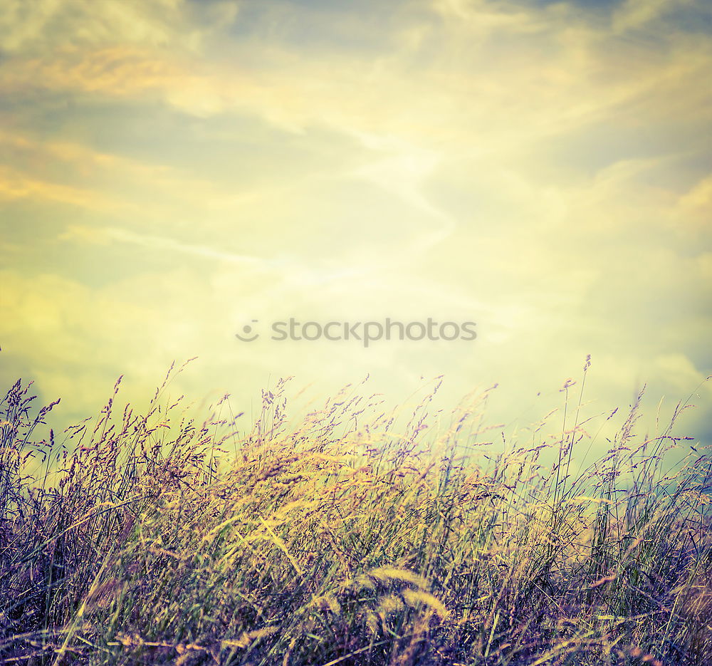 Similar – Foto Bild Nordseelauschen Gras Küste