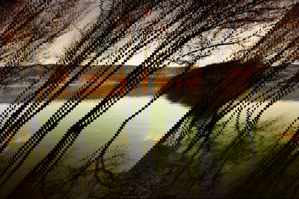 Similar – Foto Bild Schweigen im Walde Natur
