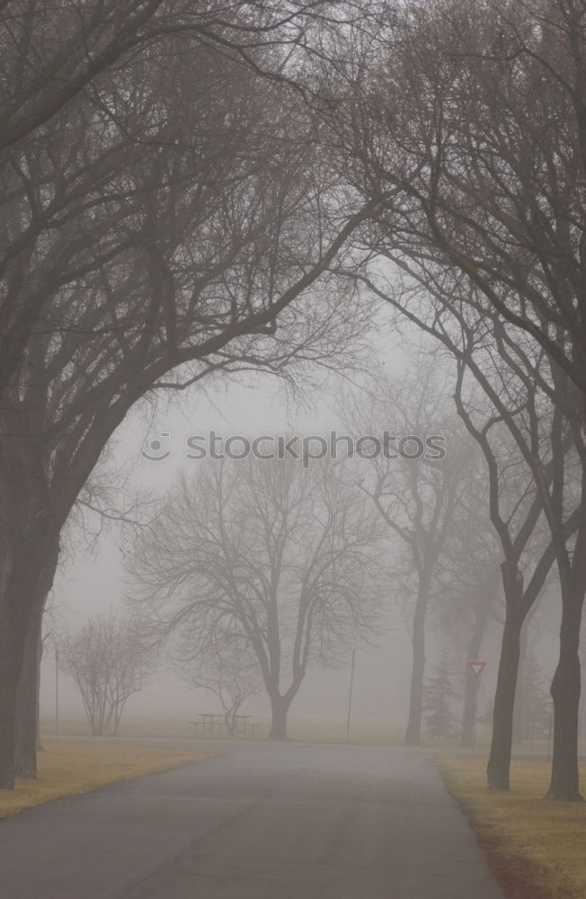 Similar – Image, Stock Photo mist pattern Environment