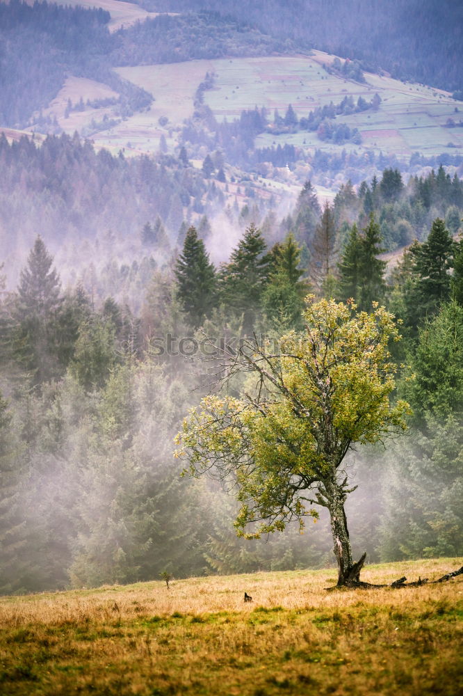 Similar – Image, Stock Photo Lone tree in autumn mountains