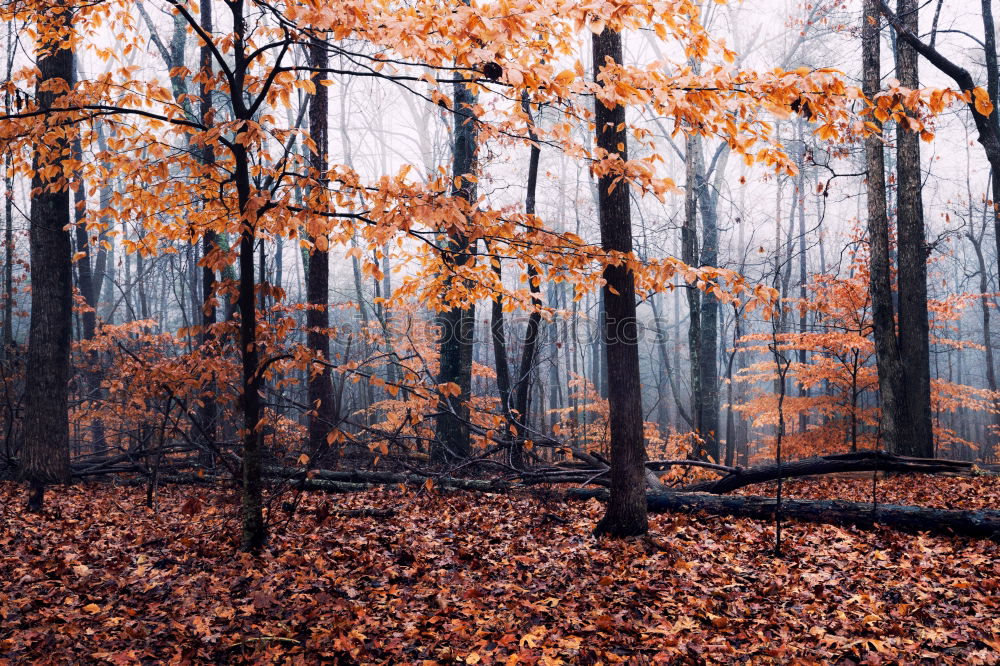 Similar – Image, Stock Photo Upside-down world /Pale mushrooms found in the forest on brown leaves, end of December.