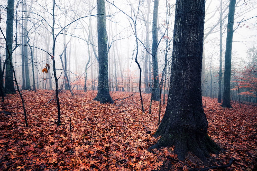 Similar – Image, Stock Photo Upside-down world /Pale mushrooms found in the forest on brown leaves, end of December.