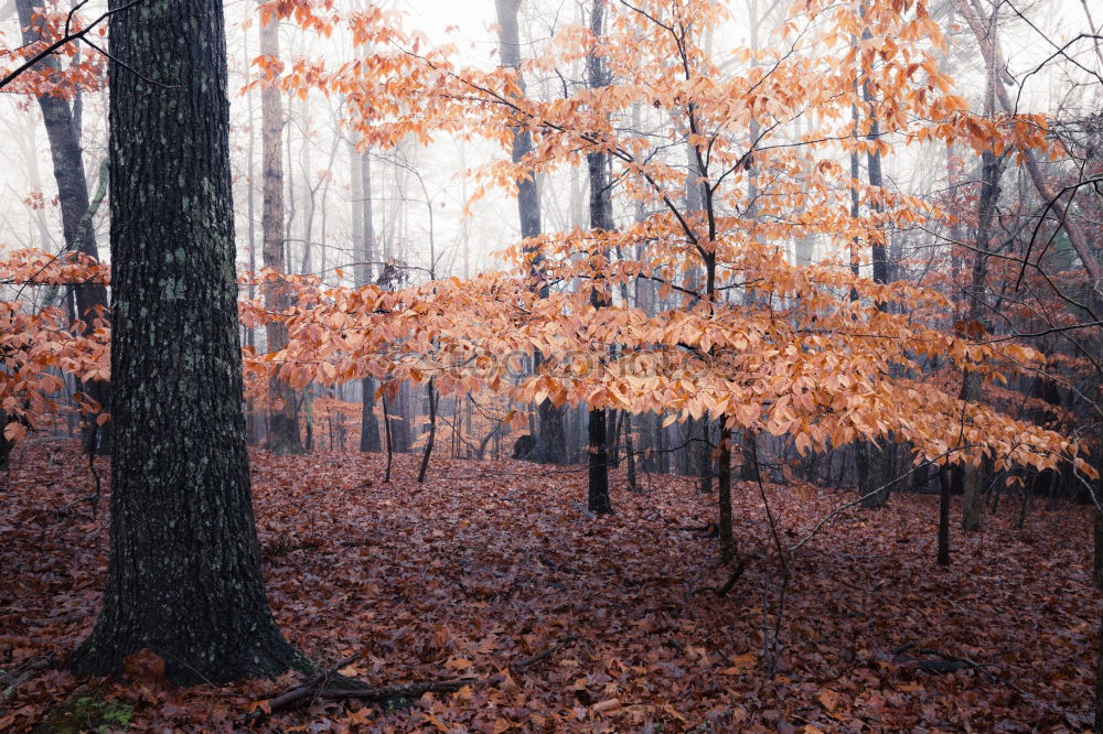 Similar – Autumn at the river