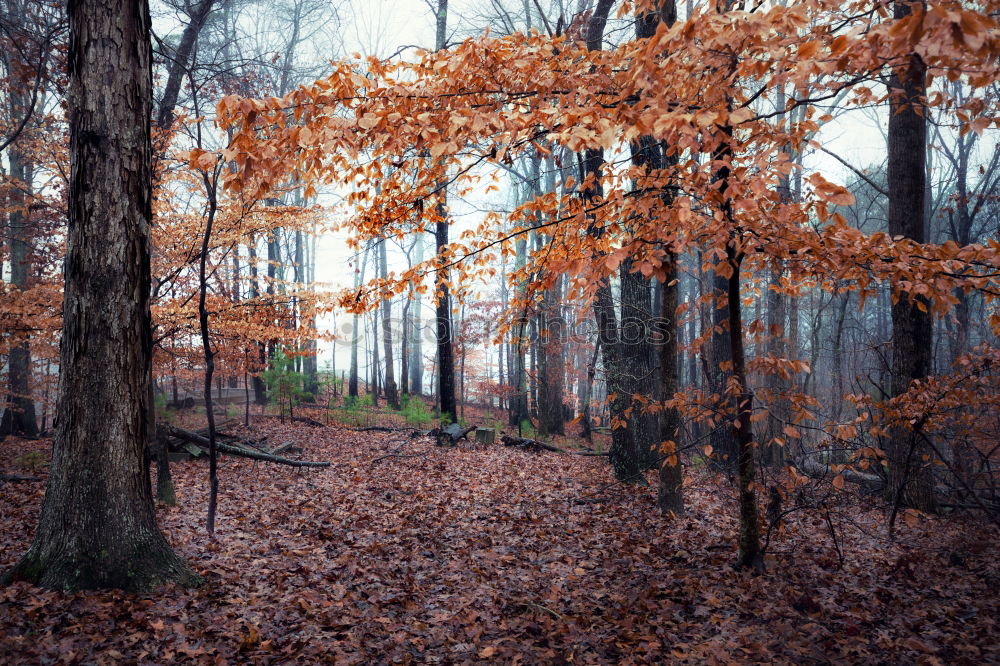 Similar – Die Eiche im Buchenwald