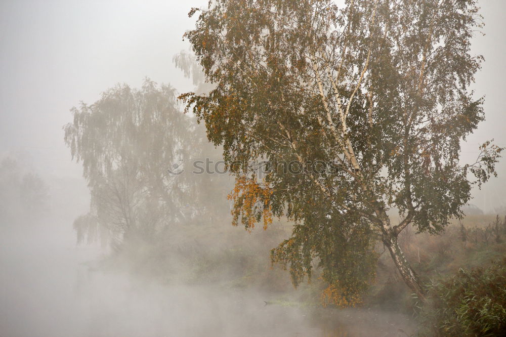 Similar – Image, Stock Photo tempest Branch Tree