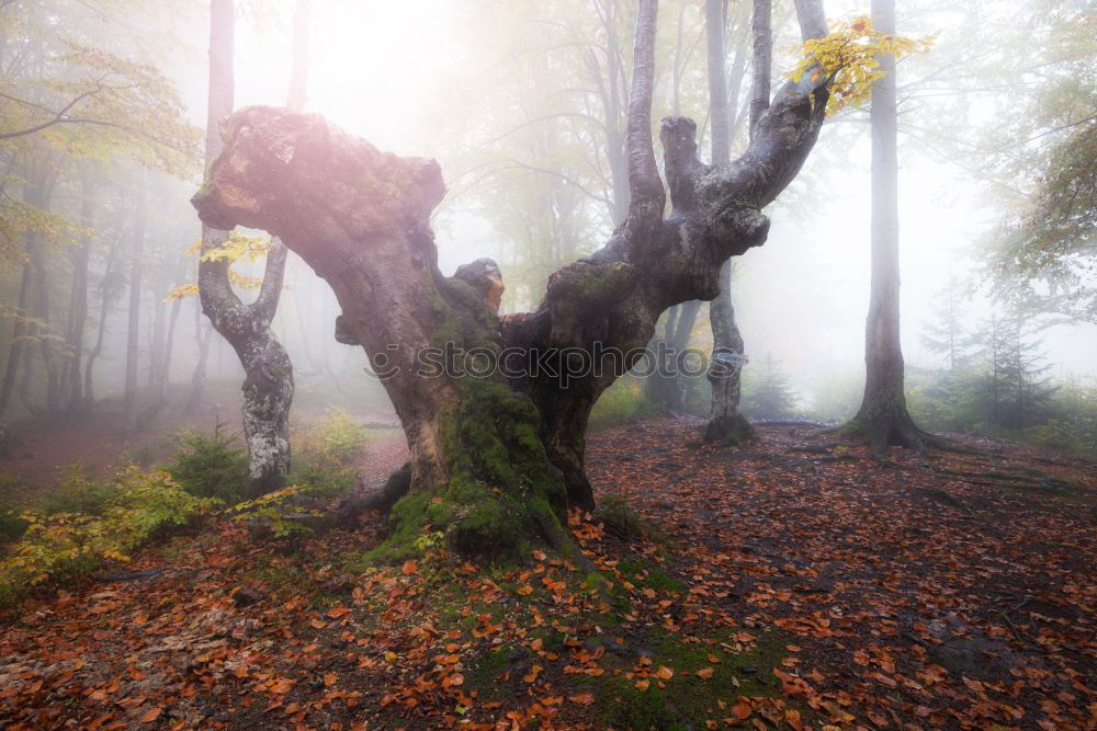 Similar – Image, Stock Photo red october Environment