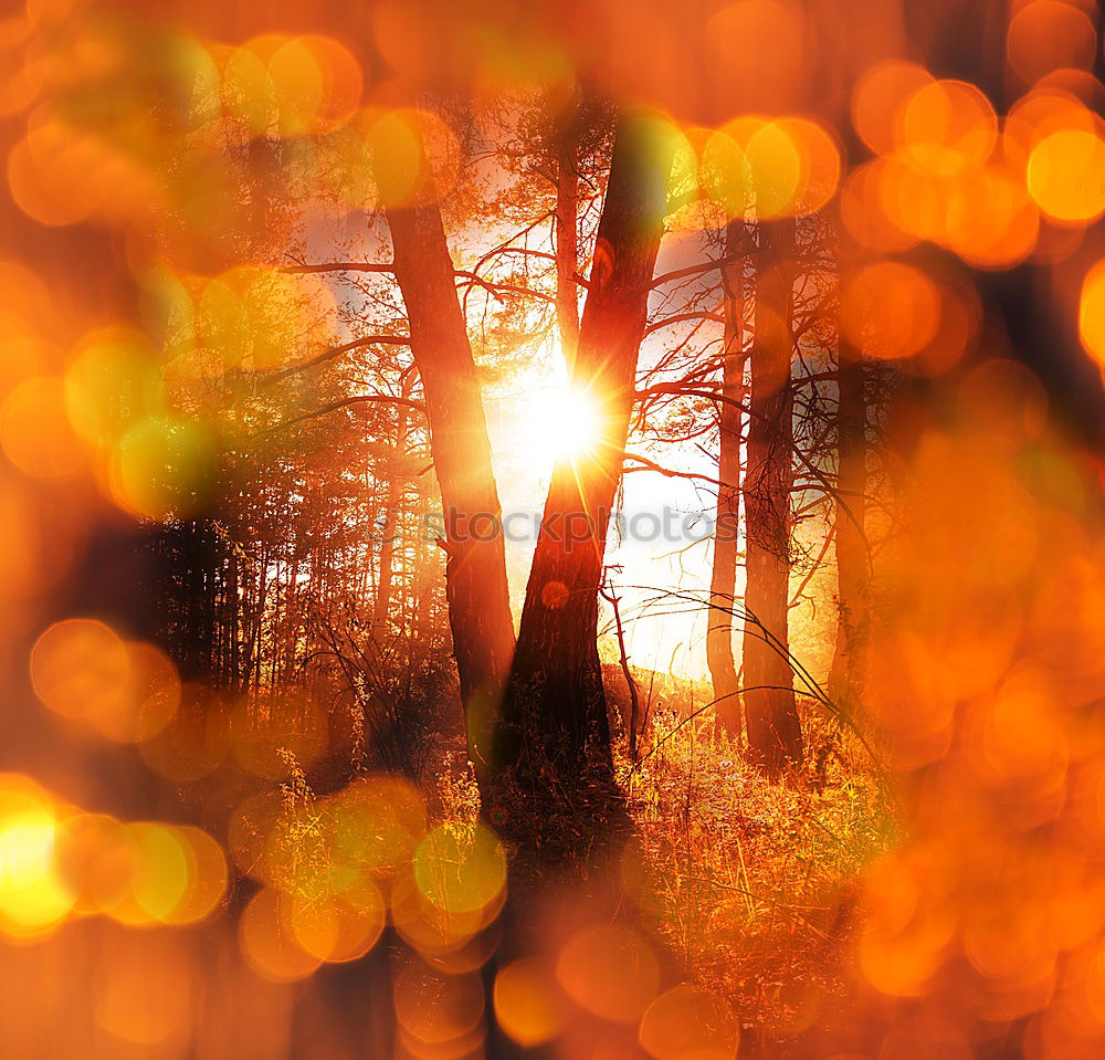 Foto Bild Sonnenuntergang Baum rot