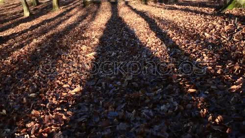 Similar – Foto Bild Gegenwind Wald Laubwald