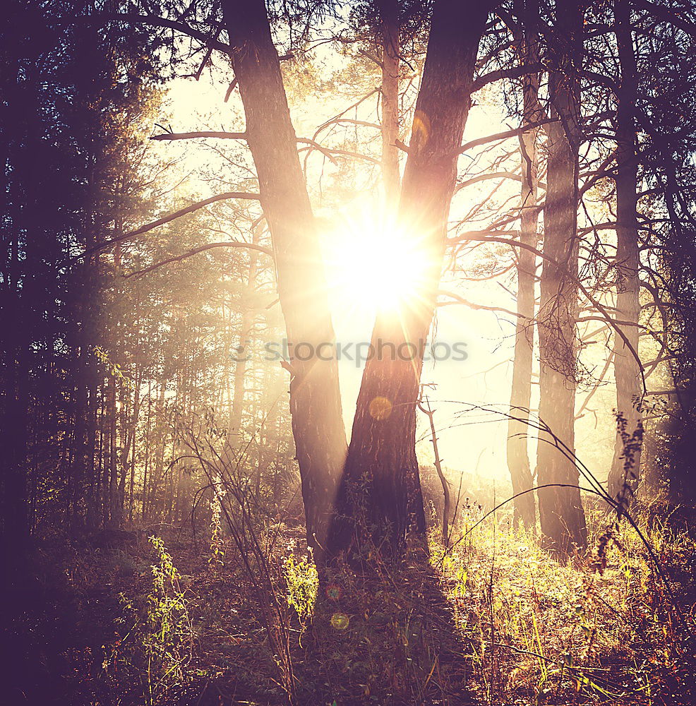 Image, Stock Photo spring Environment Nature