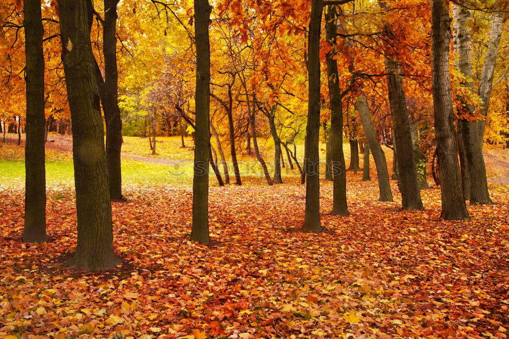 Similar – autumn Environment Nature