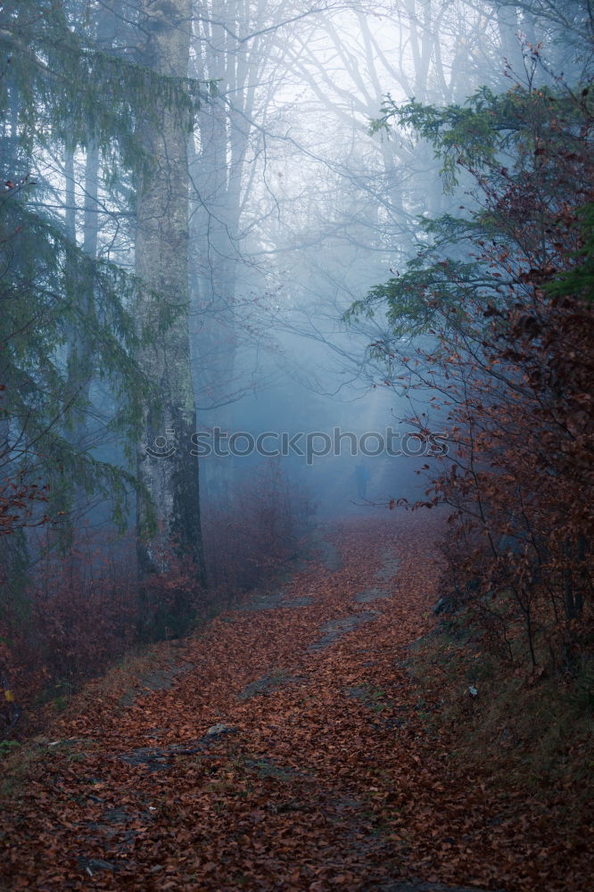 Similar – Image, Stock Photo Old apple tree Tree