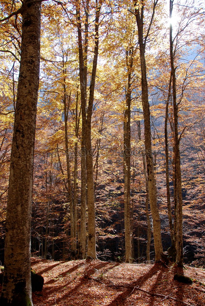 Similar – Image, Stock Photo 1001 sheets Forest Leaf