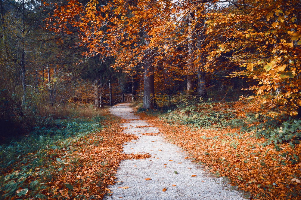 Similar – Image, Stock Photo fog in early morning in late autumn or winter garden