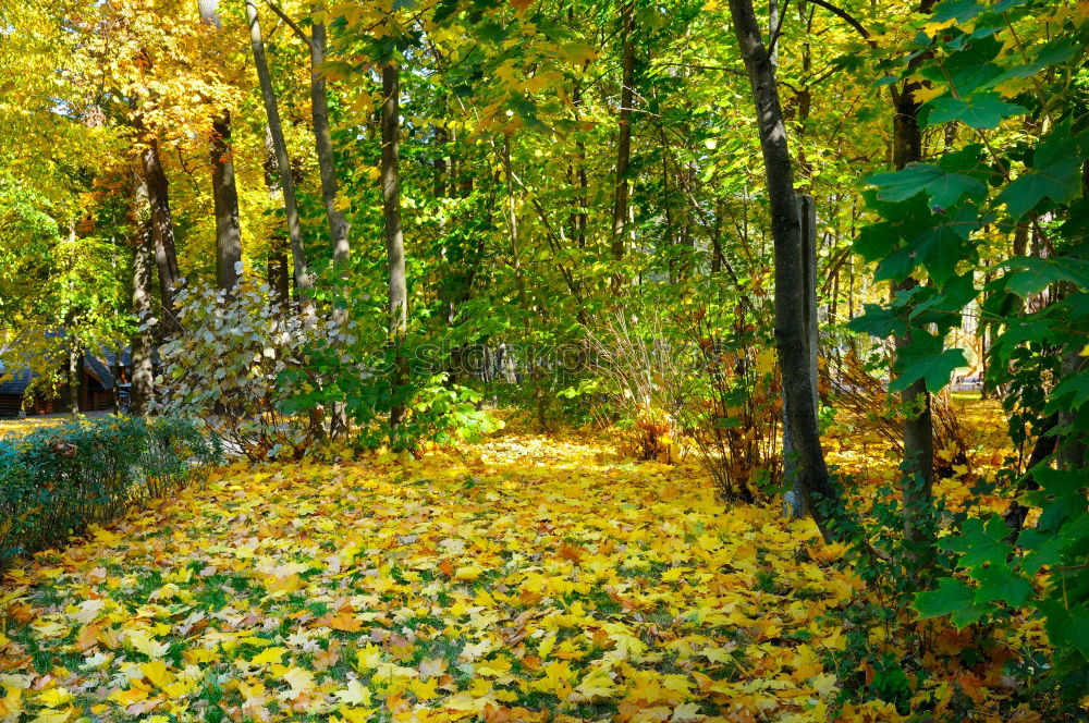 Similar – avenue Nature Green Garden