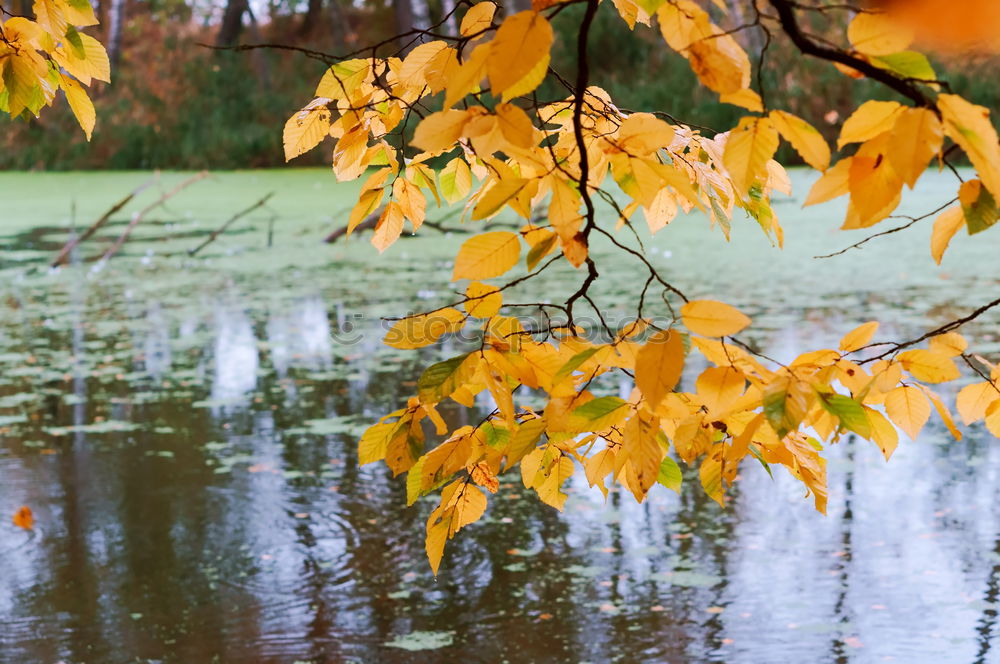 Similar – Foto Bild Bank am See unter Baum im Herbst