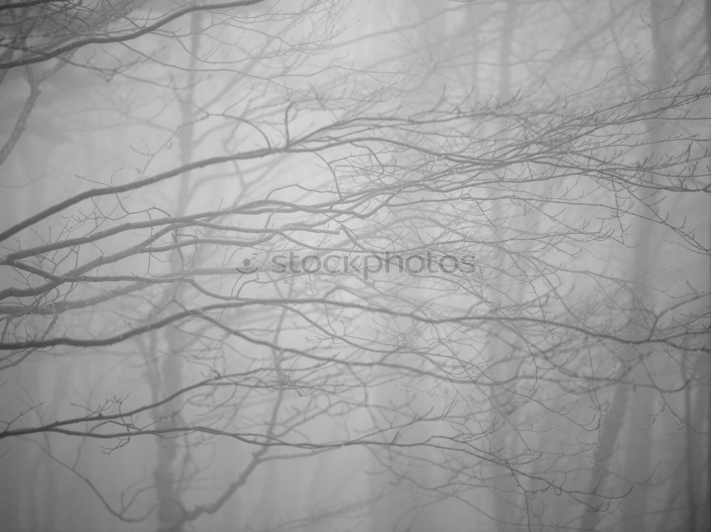 Image, Stock Photo Cold winter morning