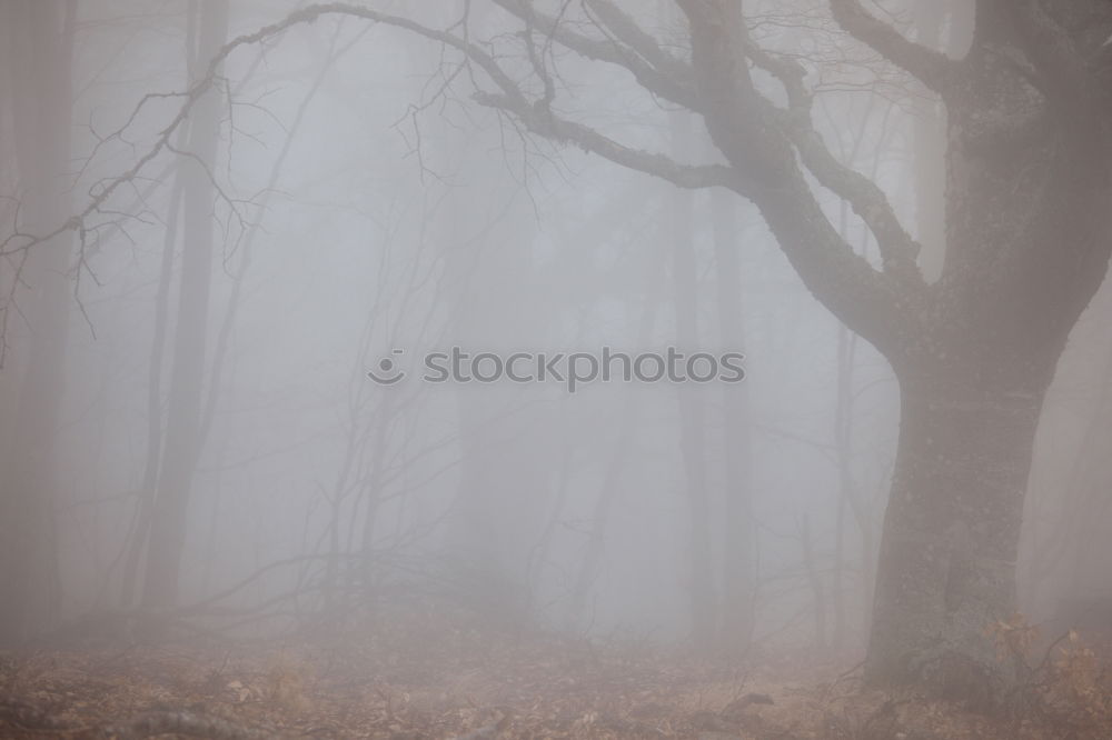 Similar – foggy woods #4 Fog