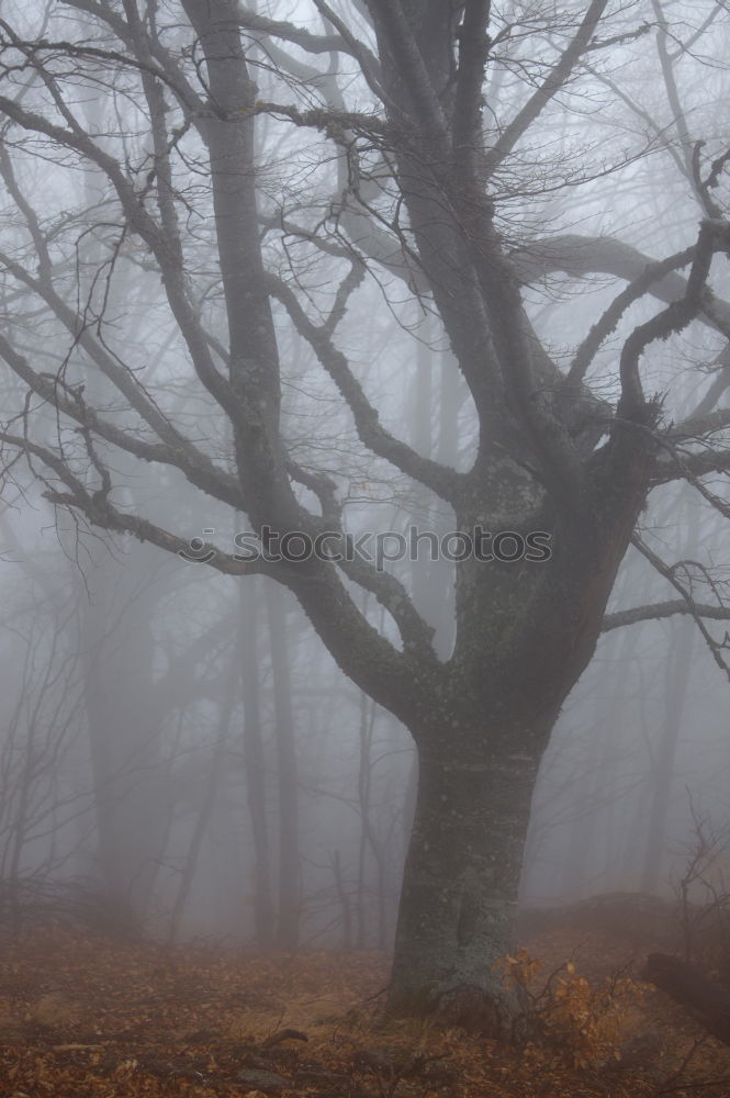 Similar – foggy woods #4 Fog