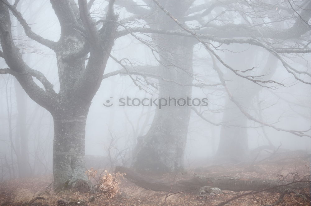 Similar – foggy woods #2 Fog