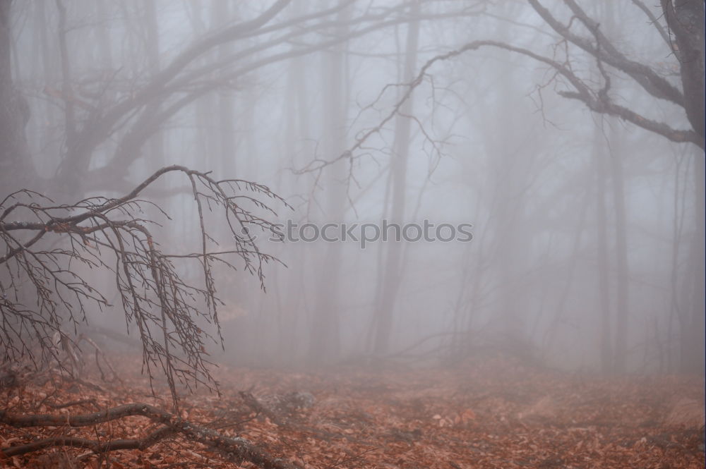 foggy woods #4 Fog