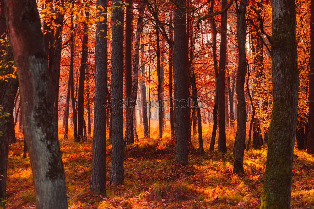 Similar – Autumn Nature Fog Tree