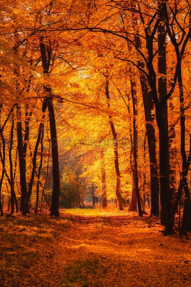 Similar – Image, Stock Photo autumn walk Environment