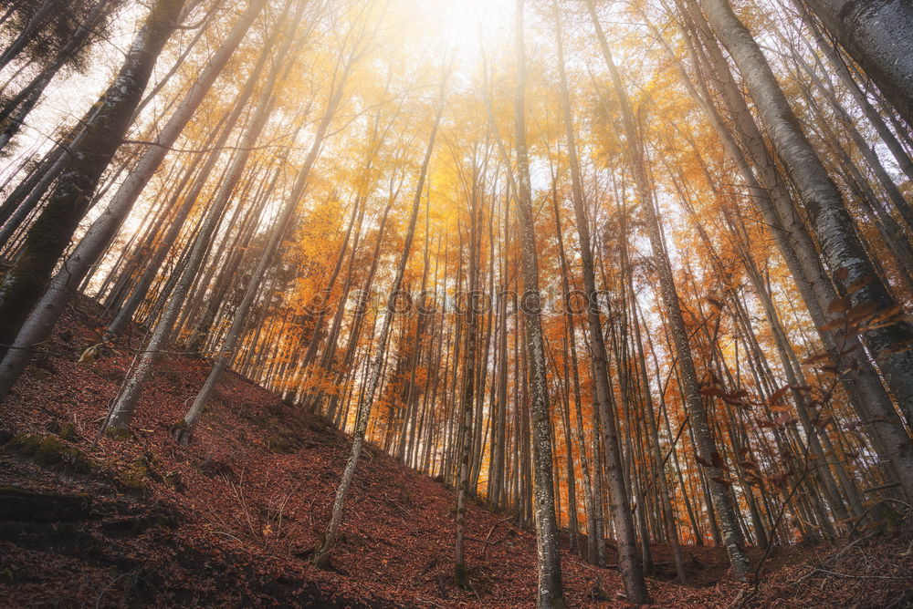 Similar – Looking up the highest tree.