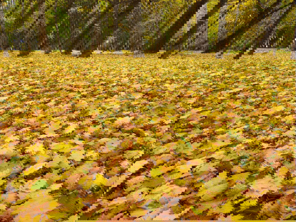 Image, Stock Photo Autumn coloured foliage on the ground