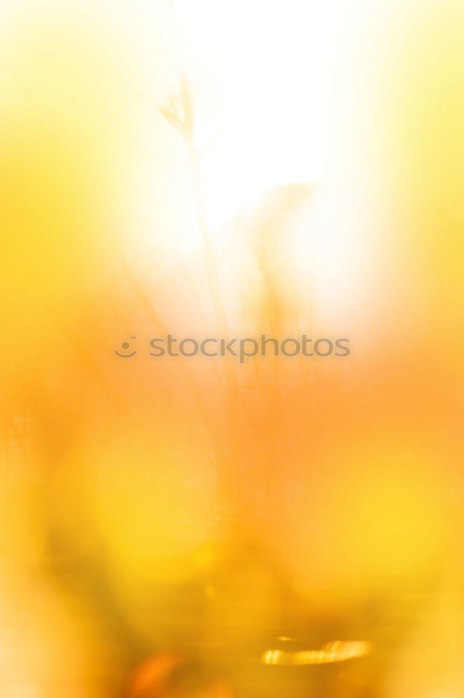 Similar – Image, Stock Photo Buttercup. Environment