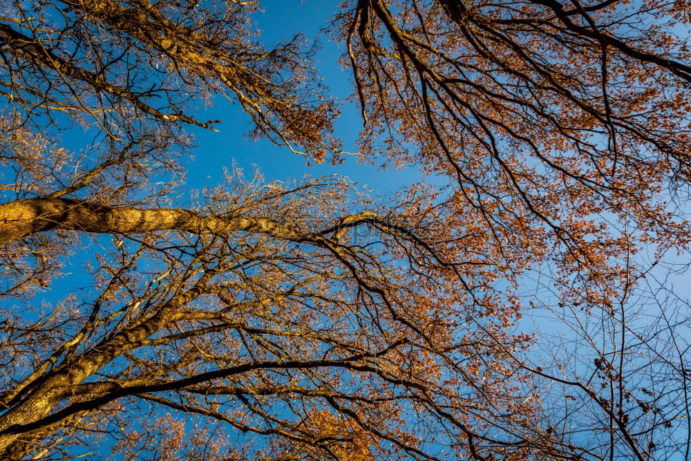 Similar – Image, Stock Photo Orange and blue