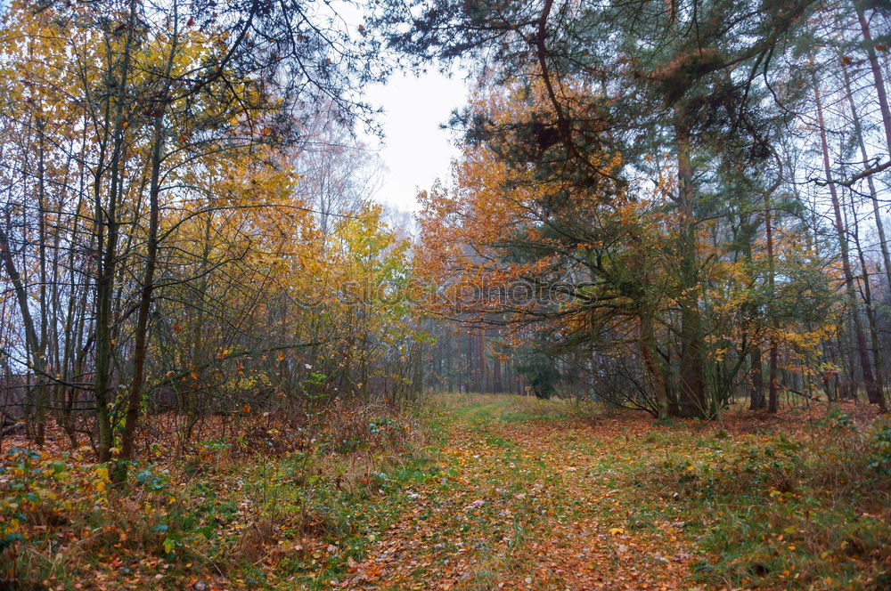 Similar – Foto Bild Herbst Natur Landschaft