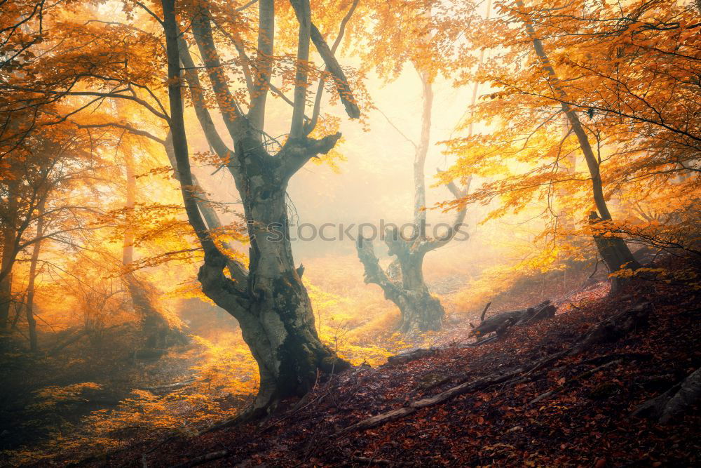 Similar – autumn impression Ambience